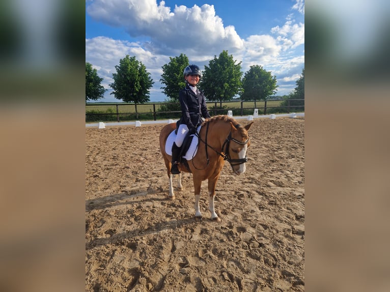 Galés-A Caballo castrado 7 años 117 cm Alazán in Nieuw-Weerdinge
