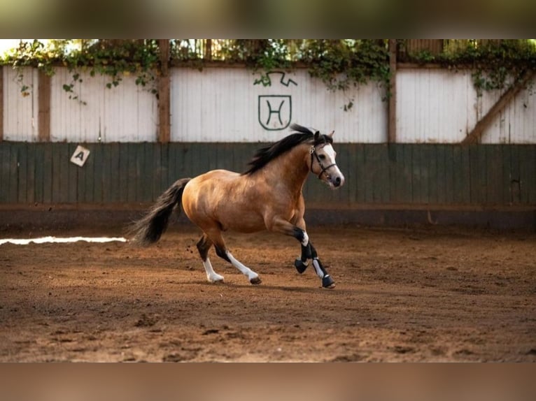 Galés-A Caballo castrado 7 años 119 cm Buckskin/Bayo in Sendenhorst