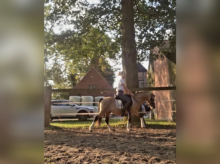 Galés-A Caballo castrado 7 años 119 cm Buckskin/Bayo in Sendenhorst