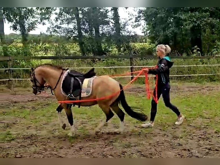 Galés-A Caballo castrado 7 años 119 cm Buckskin/Bayo in Sendenhorst