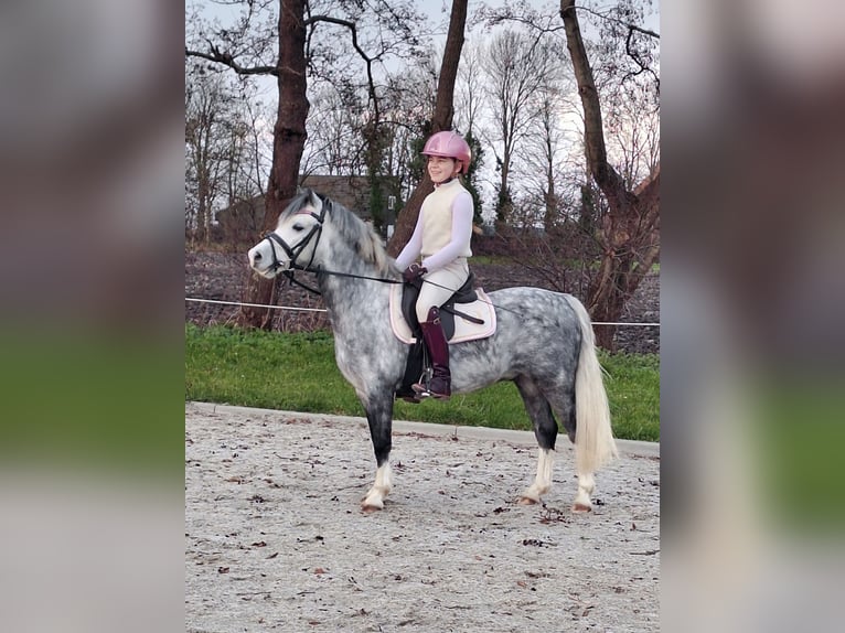 Galés-A Caballo castrado 7 años 119 cm Porcelana in Leeuwarden