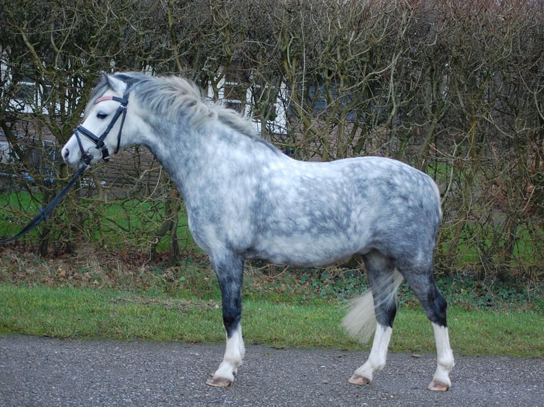 Galés-A Caballo castrado 7 años 119 cm Porcelana in Leeuwarden