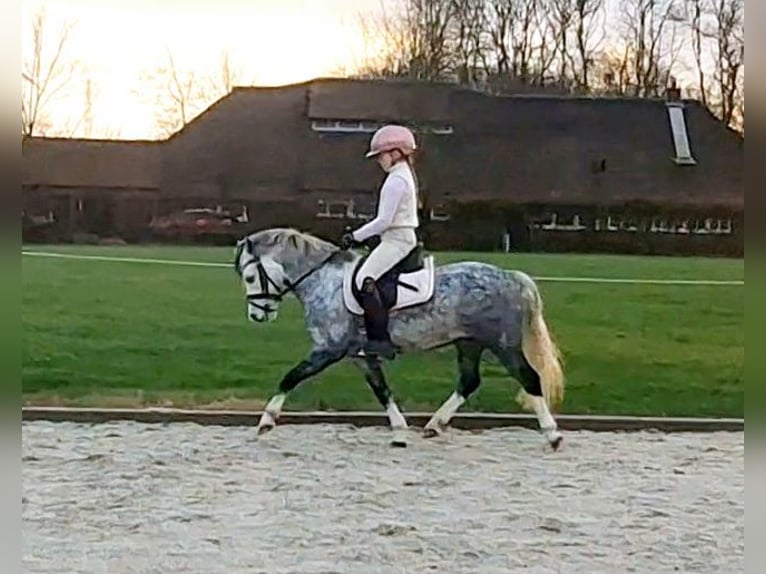 Galés-A Caballo castrado 7 años 119 cm Porcelana in Leeuwarden