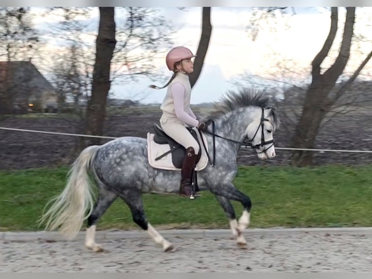 Galés-A Caballo castrado 7 años 119 cm Porcelana in Leeuwarden