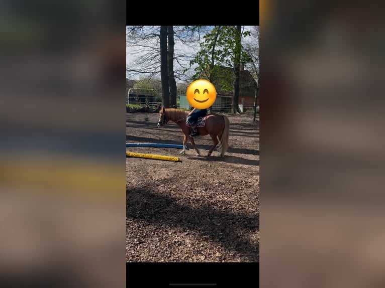 Galés-A Mestizo Caballo castrado 7 años 120 cm Alazán in Borstel