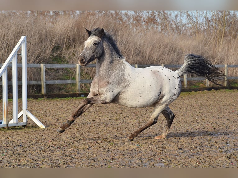 Galés-A Caballo castrado 7 años 120 cm Atigrado/Moteado in RADZIEJÓW