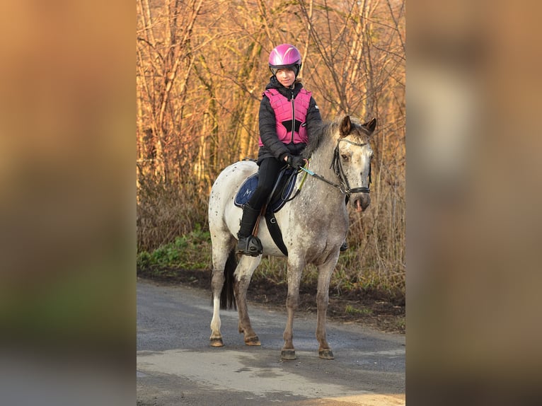 Galés-A Caballo castrado 7 años 120 cm Atigrado/Moteado in RADZIEJÓW