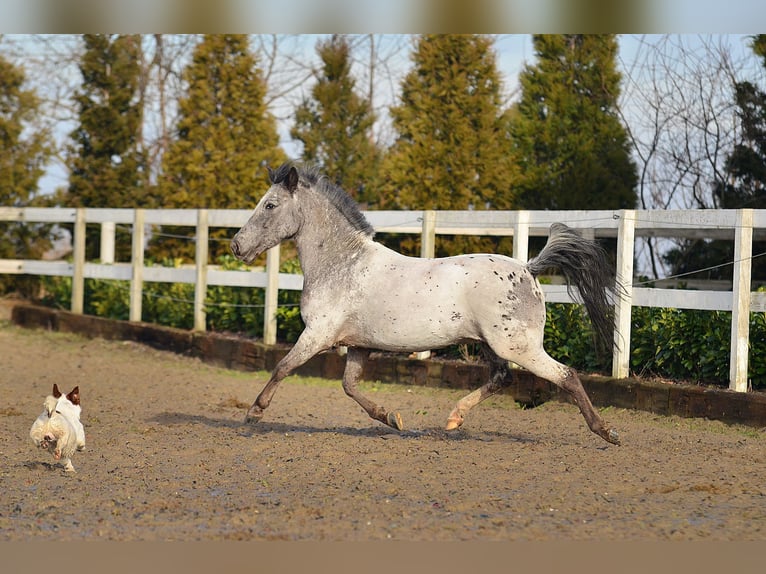 Galés-A Caballo castrado 7 años 120 cm Atigrado/Moteado in RADZIEJÓW