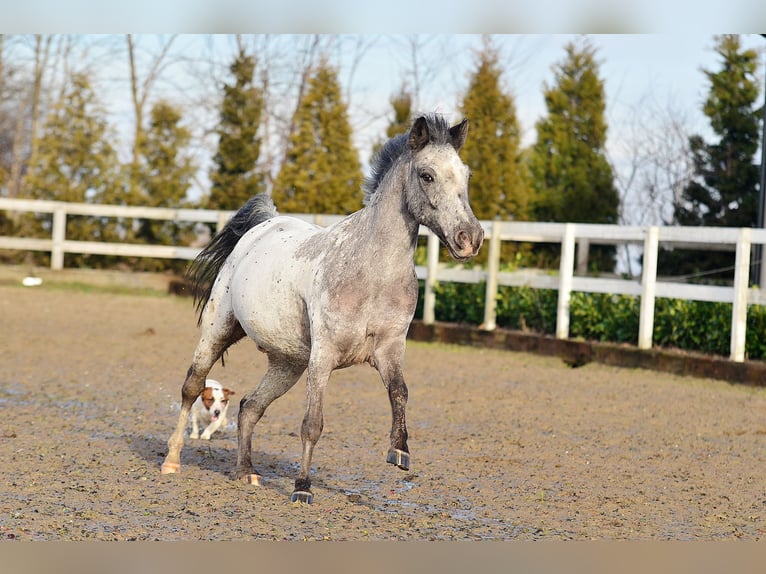 Galés-A Caballo castrado 7 años 120 cm Atigrado/Moteado in RADZIEJÓW