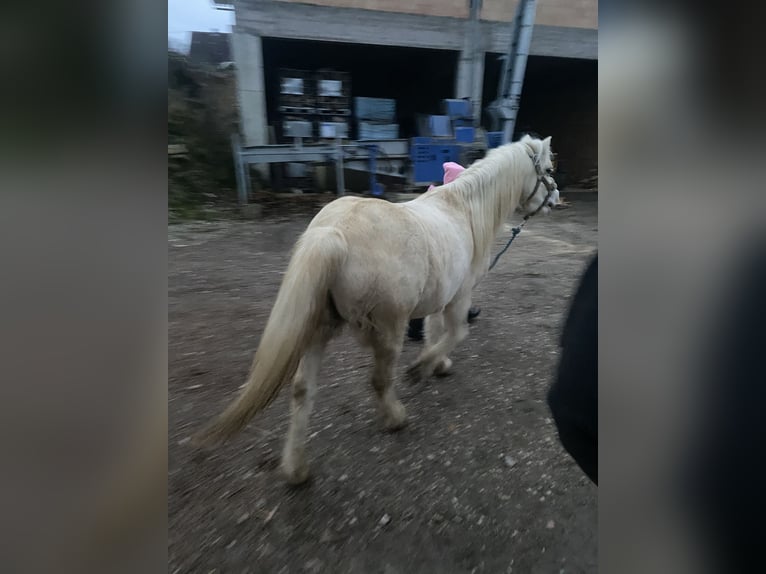 Galés-A Caballo castrado 7 años 120 cm Palomino in Uttenweiler