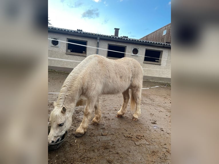 Galés-A Caballo castrado 7 años 120 cm Palomino in Uttenweiler