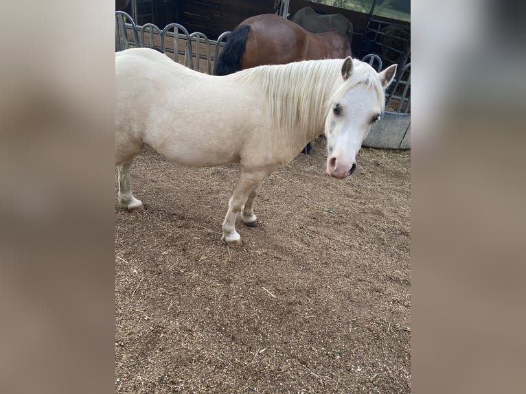 Galés-A Caballo castrado 7 años 120 cm Palomino in Uttenweiler