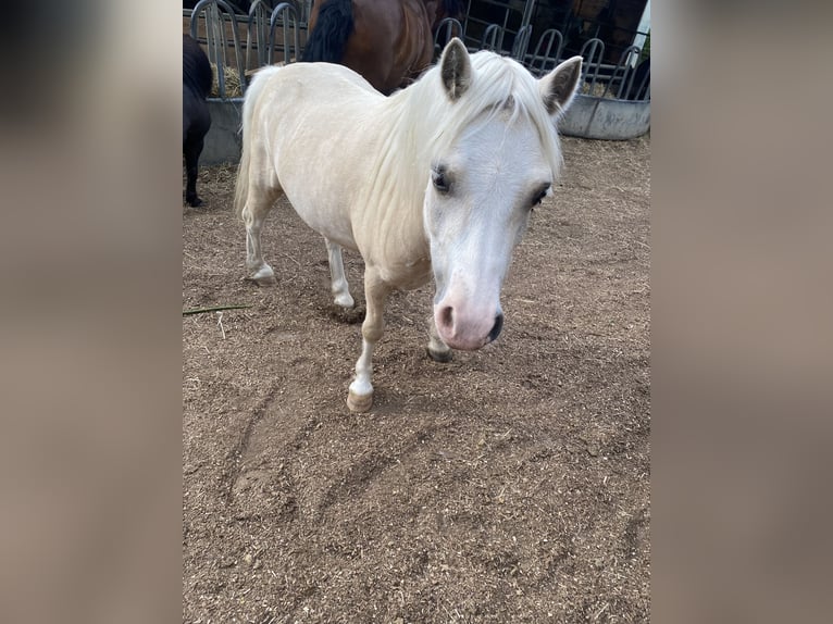 Galés-A Caballo castrado 7 años 120 cm Palomino in Uttenweiler