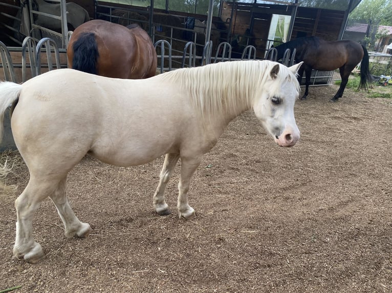 Galés-A Caballo castrado 7 años 120 cm Palomino in Uttenweiler