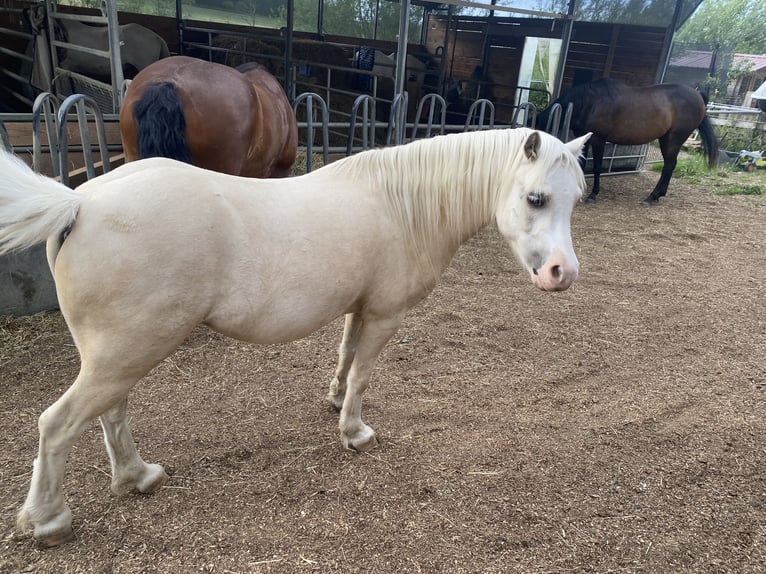 Galés-A Caballo castrado 7 años 120 cm Palomino in Uttenweiler