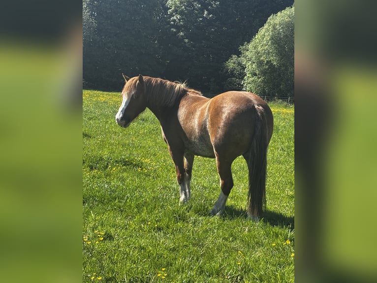 Galés-A Caballo castrado 7 años 122 cm Alazán-tostado in Bolton