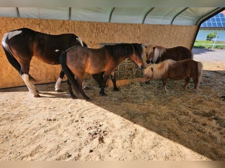 Galés-A Mestizo Caballo castrado 7 años 122 cm Castaño in Michelsneukirchen