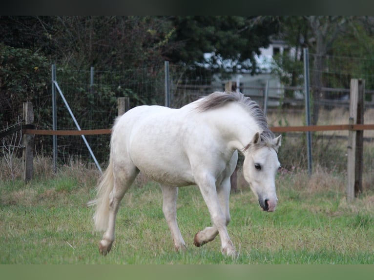 Galés-A Caballo castrado 7 años 122 cm Tordo rodado in Dortmund