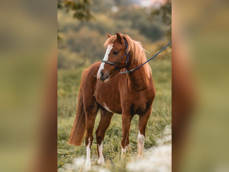 Galés-A Caballo castrado 7 años 123 cm Alazán in Lobsigen
