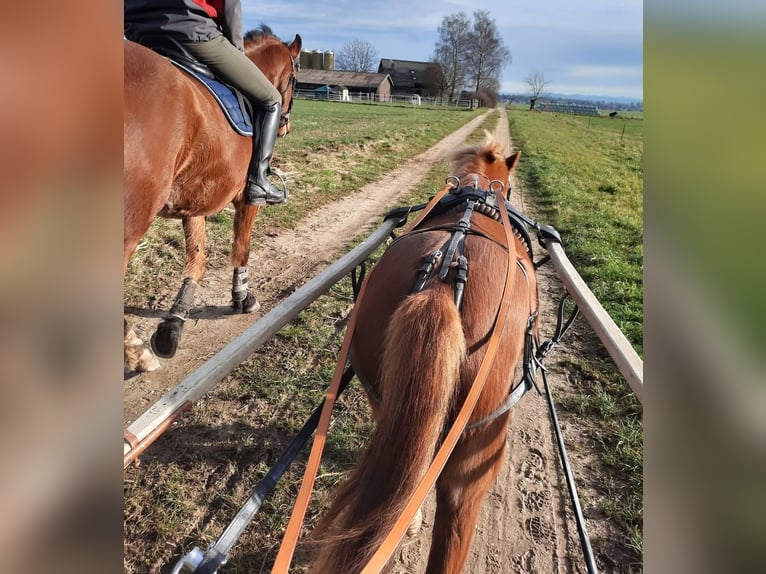 Galés-A Caballo castrado 7 años 123 cm Alazán in Lobsigen