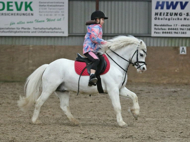 Galés-A Caballo castrado 7 años 124 cm Tordo in Wildeshausen