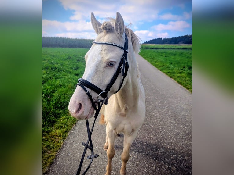 Galés-A Caballo castrado 7 años 125 cm Cremello in Stockach
