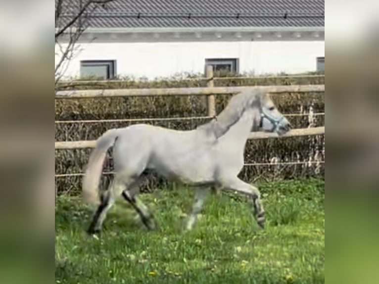 Galés-A Caballo castrado 7 años 125 cm Tordo in Kaltental