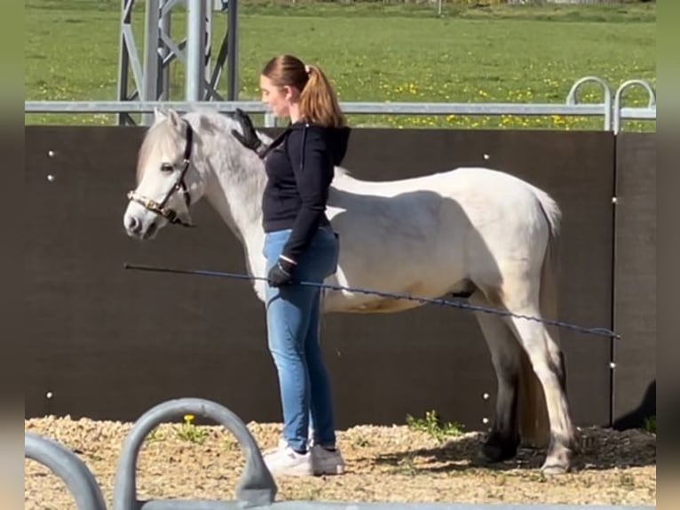 Galés-A Caballo castrado 7 años 125 cm Tordo in Kaltental