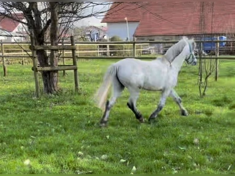 Galés-A Caballo castrado 7 años 125 cm Tordo in Kaltental