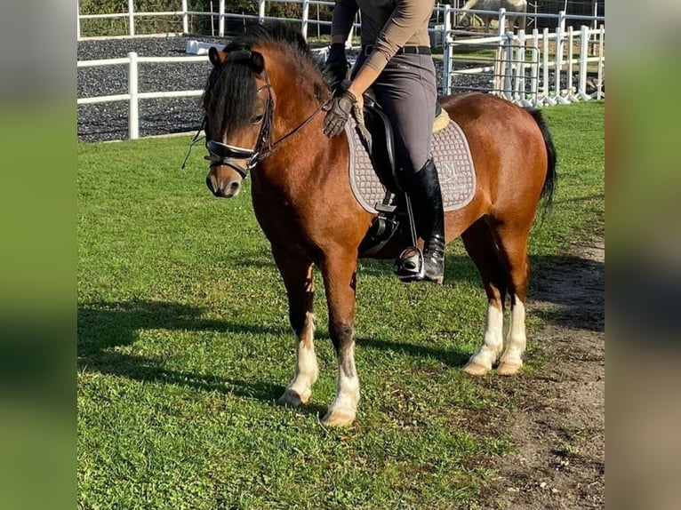 Galés-A Caballo castrado 7 años 126 cm Castaño in Brome