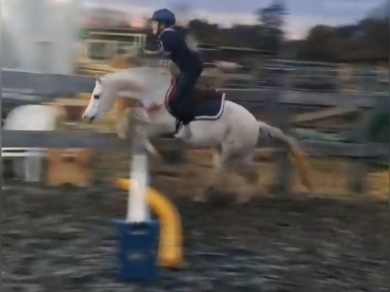 Galés-A Caballo castrado 7 años 128 cm Tordo in Burgdorf