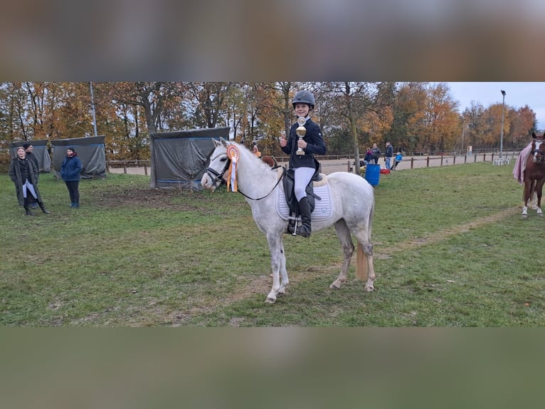 Galés-A Caballo castrado 7 años 128 cm Tordo in Burgdorf