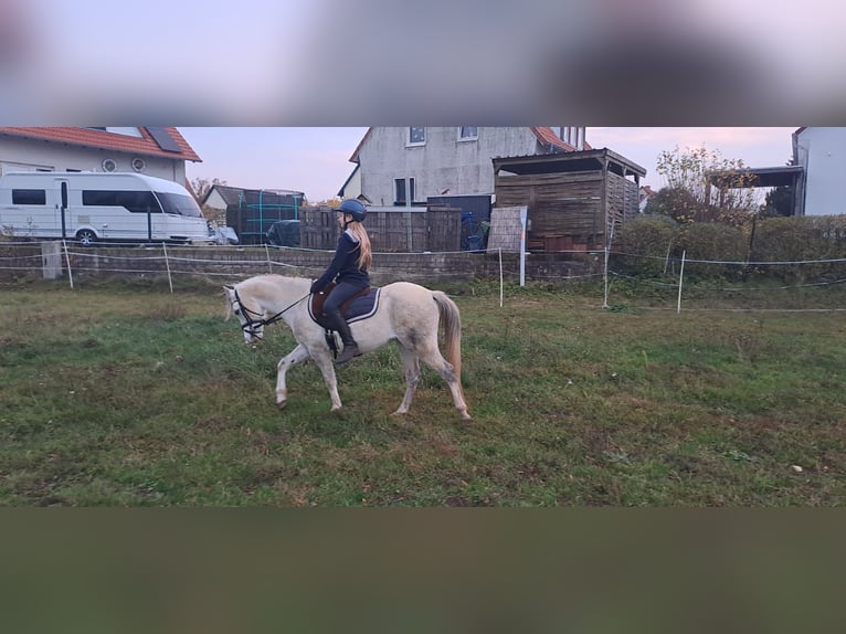 Galés-A Caballo castrado 7 años 128 cm Tordo in Burgdorf