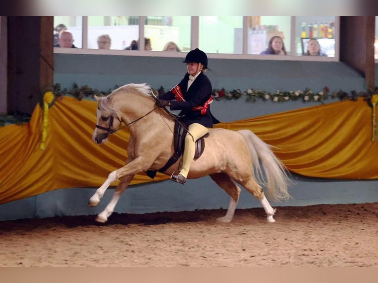 Galés-A Caballo castrado 7 años 130 cm Palomino in Zoelen