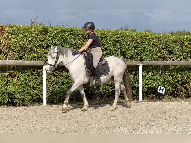 Galés-A Caballo castrado 7 años 135 cm Tordo rodado in Neustadt (Wied)