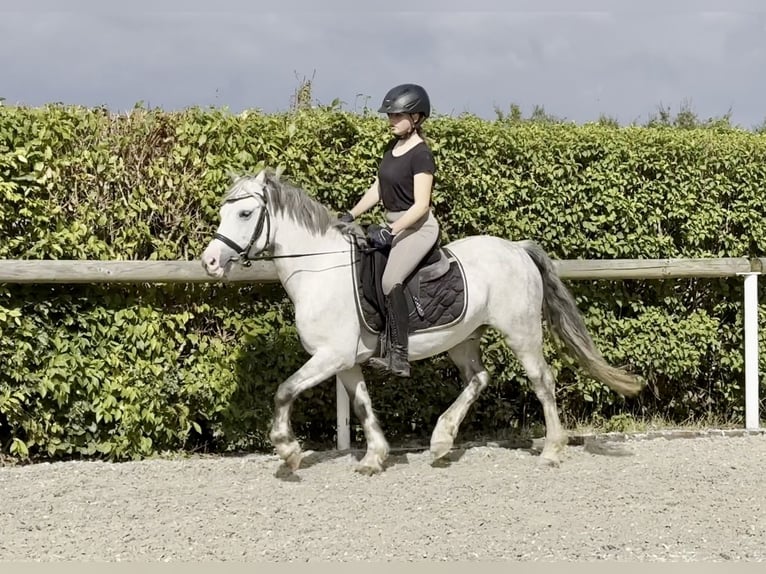 Galés-A Caballo castrado 7 años 135 cm Tordo rodado in Neustadt (Wied)