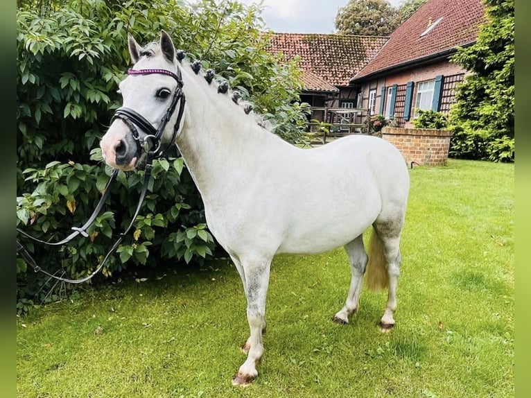 Galés-A Caballo castrado 8 años 112 cm Tordo in Neustadt am Rübenberge