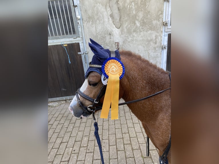 Galés-A Caballo castrado 8 años 115 cm Ruano alazán in Lindhorst