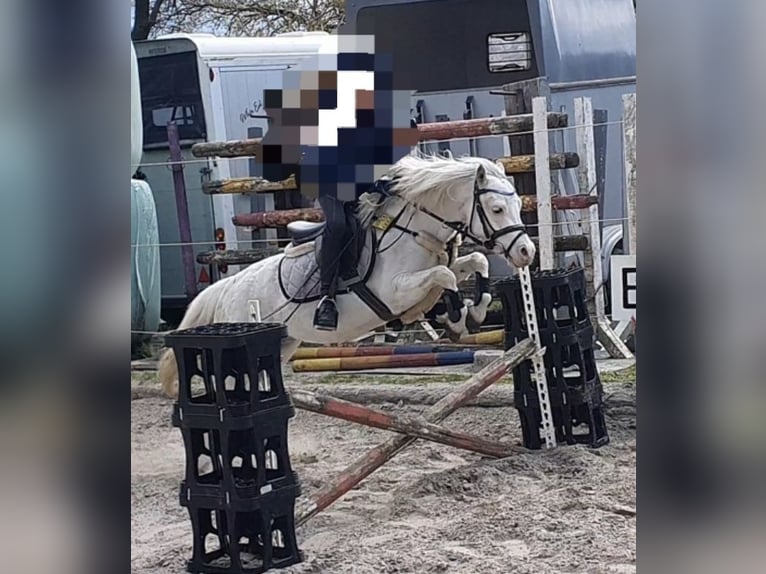 Galés-A Caballo castrado 8 años 115 cm Tordo in Südlohn