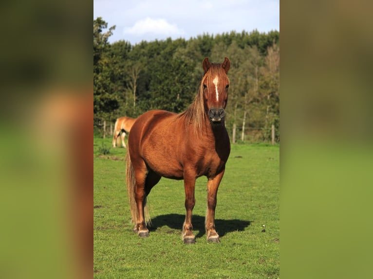 Galés-A Caballo castrado 8 años 117 cm Castaño in Rockanje