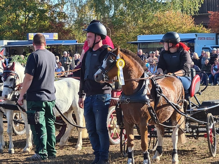 Galés-A Caballo castrado 8 años 118 cm Alazán in Quitzdorf am See