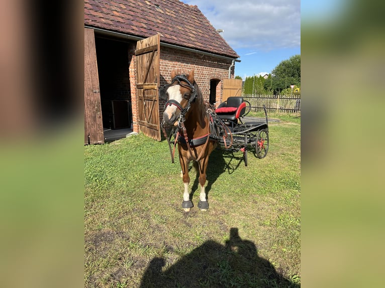 Galés-A Caballo castrado 8 años 118 cm Alazán in Quitzdorf am See