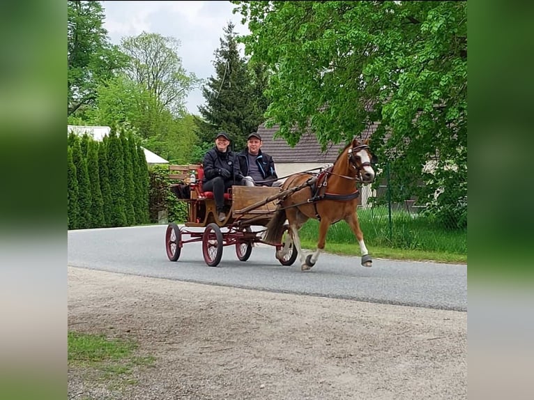 Galés-A Caballo castrado 8 años 118 cm Alazán in Quitzdorf am See