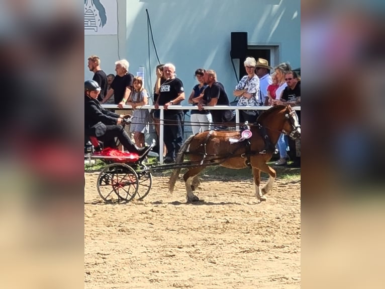 Galés-A Caballo castrado 8 años 118 cm Alazán in Quitzdorf am See