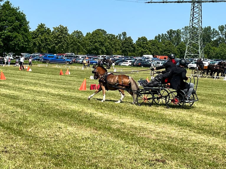 Galés-A Caballo castrado 8 años 118 cm Alazán in Quitzdorf am See