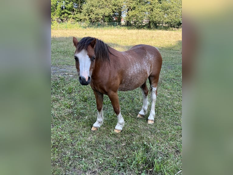 Galés-A Caballo castrado 8 años 118 cm Alazán in Quitzdorf am See