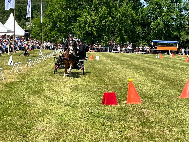 Galés-A Caballo castrado 8 años 118 cm Alazán in Quitzdorf am See