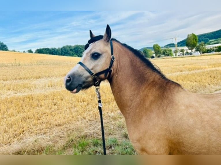Galés-A Caballo castrado 8 años 118 cm Buckskin/Bayo in Ferna