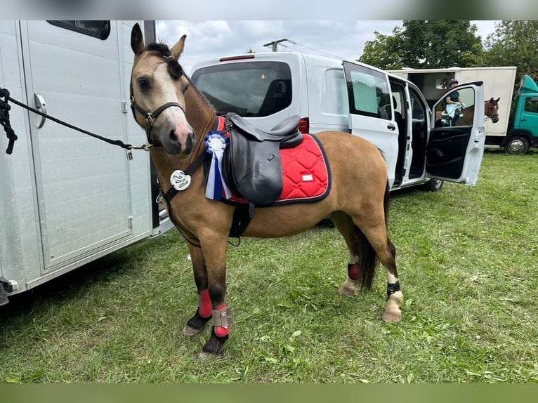 Galés-A Caballo castrado 8 años 118 cm Buckskin/Bayo in Ferna