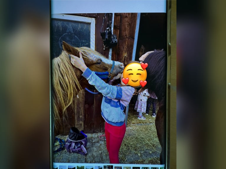 Galés-A Caballo castrado 8 años 120 cm Bayo in Hinterstoder